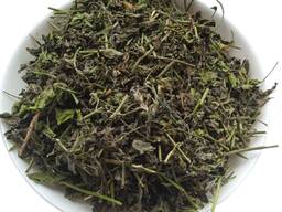 Продам шпинат шпінат Spinacia oleracea