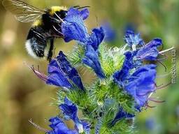 Продам семена синяка