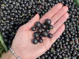 Продам смородину черную и красную - фото 3