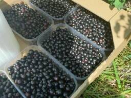 Продам Смородину Крупная сочная хорошего качества.