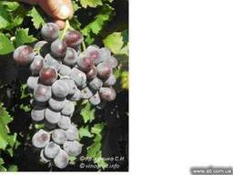 Продам собственно корневые саженцы винограда Изабелла розова
