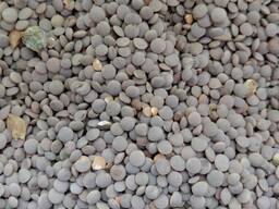 Продам сочевиця червона 79т. (Ф2, 3, ), нут Заховит