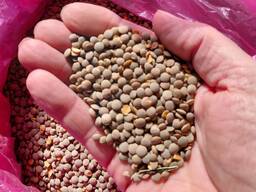 Продам сочевицю червону 91т.