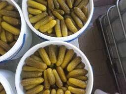 Продам солений огірок оптом