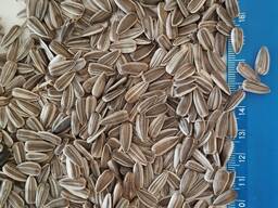 Продам соняшник СМУГАСТИЙ