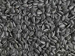 Продам соняшник