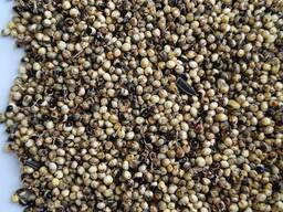 Продам сорго біле, червоне - 750т. , с/г виробник.