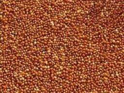 Продам сорго червоне, 180 тонн