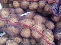 Продам сорт картофеля 5 Бриз 6,60 . Киев.