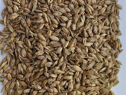 Продам спельту не обрушену (лат. Triticum spelta, полба)- 1000т.