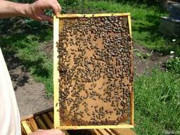 Продам срочно и дешево пчелосемьи