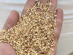 Продам суданку 5т.