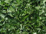 Сушеный лист смородины, малины, ежевики, мелиссы. лепестки