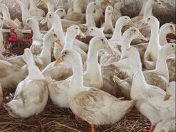 Продам суточных утят