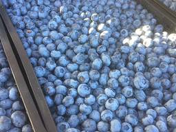 Продам свежую голубику без химии В Евротарах