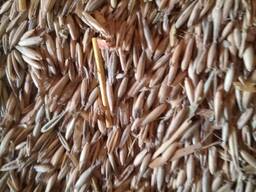 Продам свиней