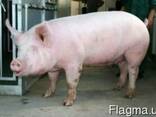 Продам свиней живым весом - фото 1