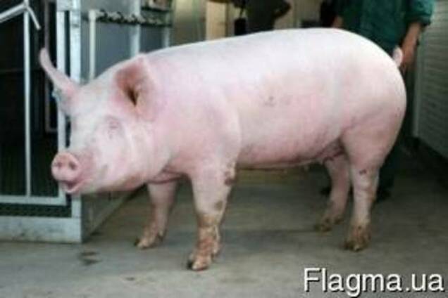 Продам свиней живым весом