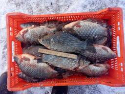 Продам свіжоморожену рибу вилов осінь-зима.