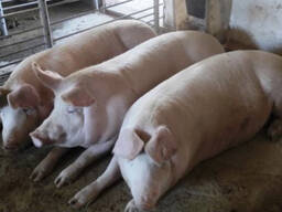 Продам свиней живою вагою