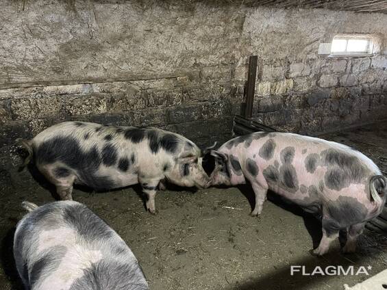 Продам Свині живою вагою