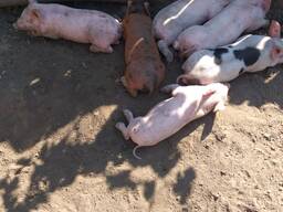 Продам свиноматку поросну