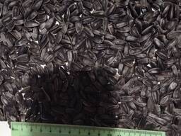 Продам сировину кондитерський соняшник Ласунка 150т