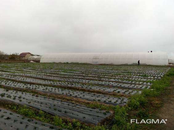 Продам тепличный комплекс