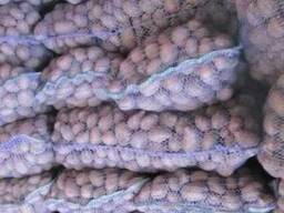 Продам Тирас 1-2 репродукция