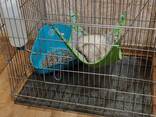 Продам хорька в хорошие руки - фото 3