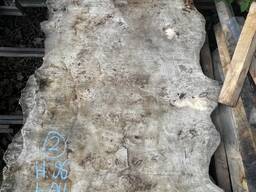 Продам тополю капову ЦІНА ДОГОВІРНА!!!