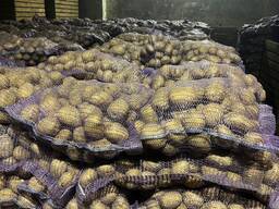 Продам товарну картоплю