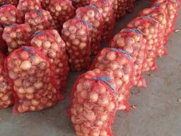 Продам цибулю власного врожаю