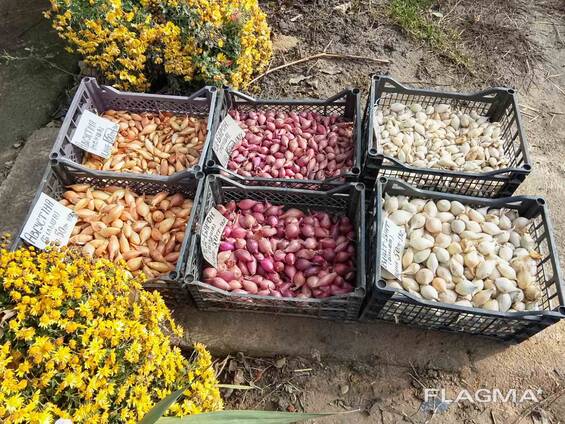 Продам цибульку сіянку(тиканку).