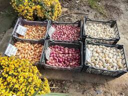 Продам цибульку сіянку(тиканку).