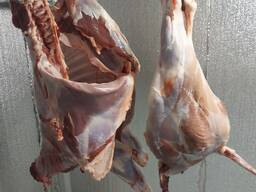 Продам туші телятини на постійній основі