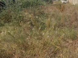 Продам участки на Конно-спортивной (Моховая) АНД район