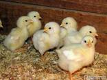 Продам утят. цыплят, гусят суточных и подрощенных