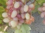 Продам виноград - фото 5