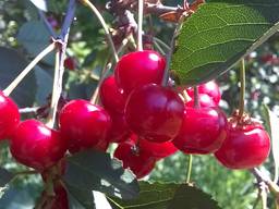 Продам Вишню свежую сорт "Крупне Плодка", тоннаж от 2х тонн.