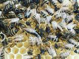 Продам високопродуктивні плідні матки /бджоломатки Карпатка - фото 3