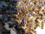 Продам високопродуктивні плідні матки /бджоломатки Карпатка - фото 6