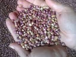 Продам воздушку насіння часнику сорту Любаша