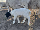 Продам все поголівʼя вівці ДОРПЕР - фото 6