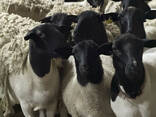 Продам все поголівʼя вівці ДОРПЕР - фото 8
