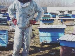 Продам вулики з бджолами
