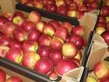 Продам яблоки из Польши - фото 1
