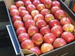 Продам яблоки из Польши - фото 3