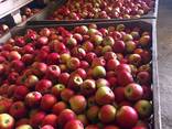 Продам яблоки, урожай 2021г ОПТ - фото 3