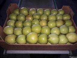 Продам яблоко оптом от 8 тонн